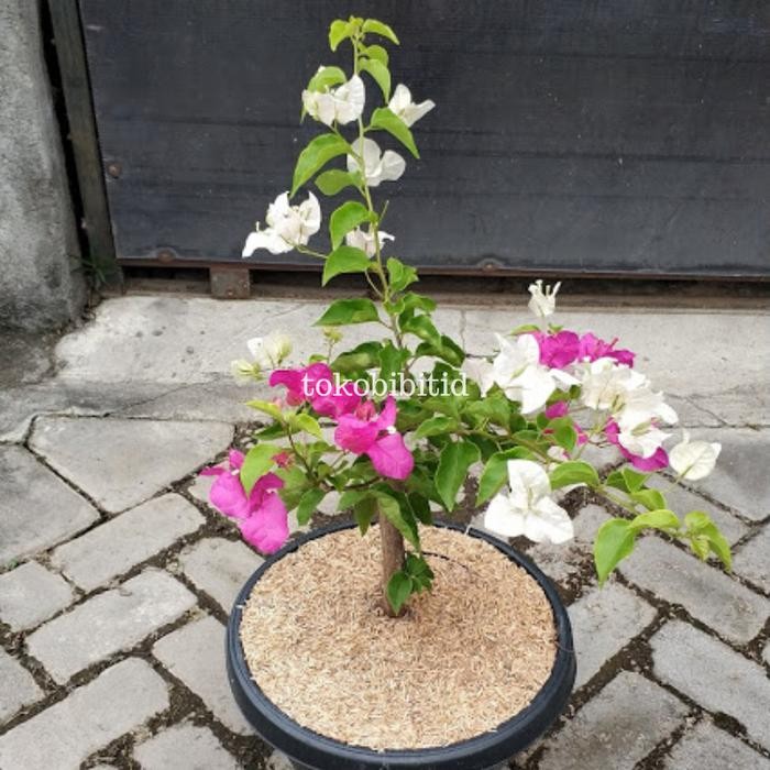 SM- Tanaman Hias Bougenville Kombinasi Merah Putih