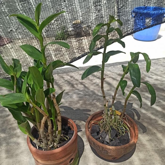 OBRAL Anggrek Dendrobium lasiantera Dewasa Awal