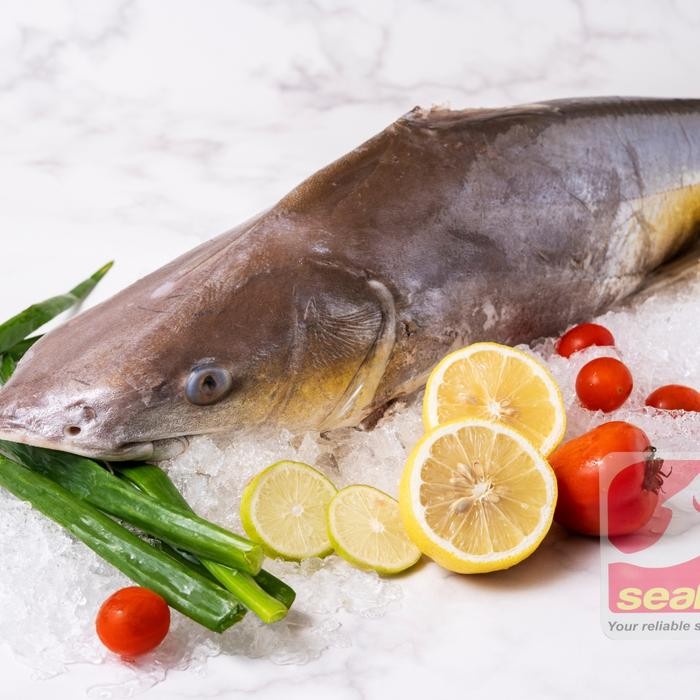 

Pilihan- Ikan Manyung / Manyung Fillet 500 Gr / Marine Catfish / Seafood 22