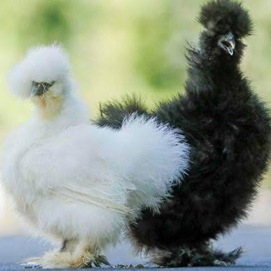 Pilihan- Telur Ayam Hias American Silkie - Telur Fertil Ayam Silkie