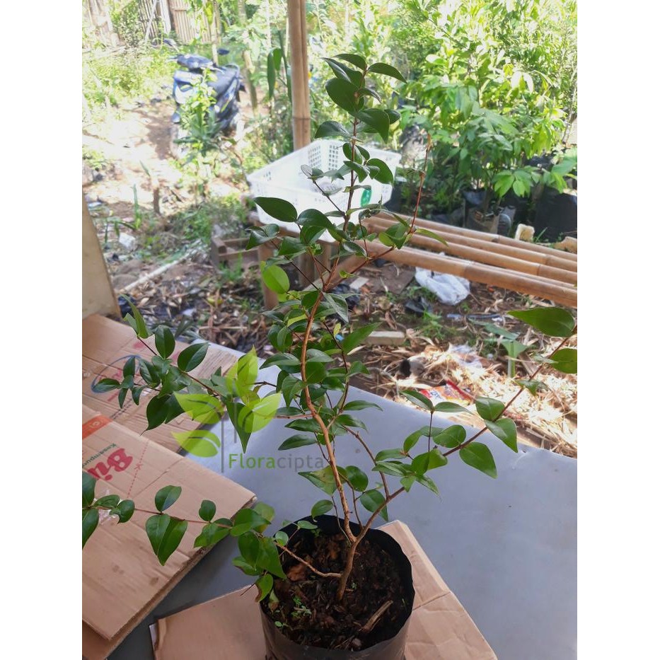 Bibit Dewandaru - Pohon Buah Dewandaru