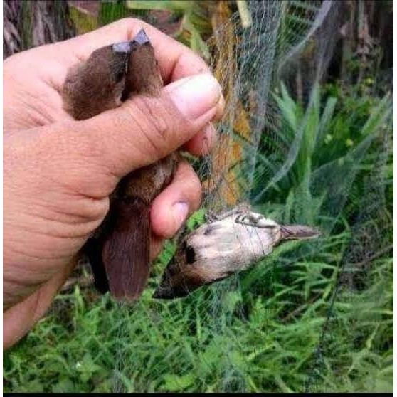 JARING BURUNG, JARING PADI, LUBANG 4 INCI BONUS 2 TALI UNTUK BURUNG BESAR SEPERTI DERKUKU MANDAR DLL