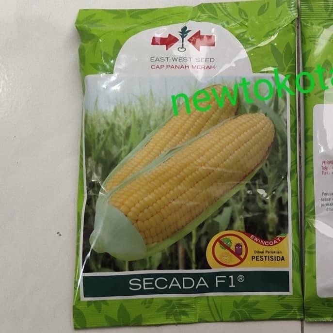 Stok Baru Benih jagung manis SECADA 88 F1 1800 butir dari panah merah jagung manis hibrida secada