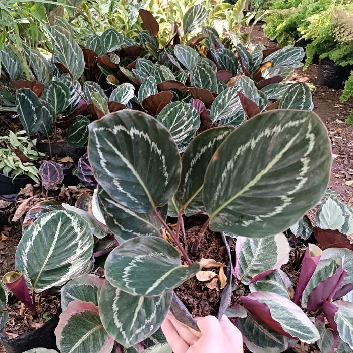 Ready Stok Tanaman Hias Jenis Calatea Bunga Hias Calathea / Tanaman Hidup Jenis Kalatea Tanaman