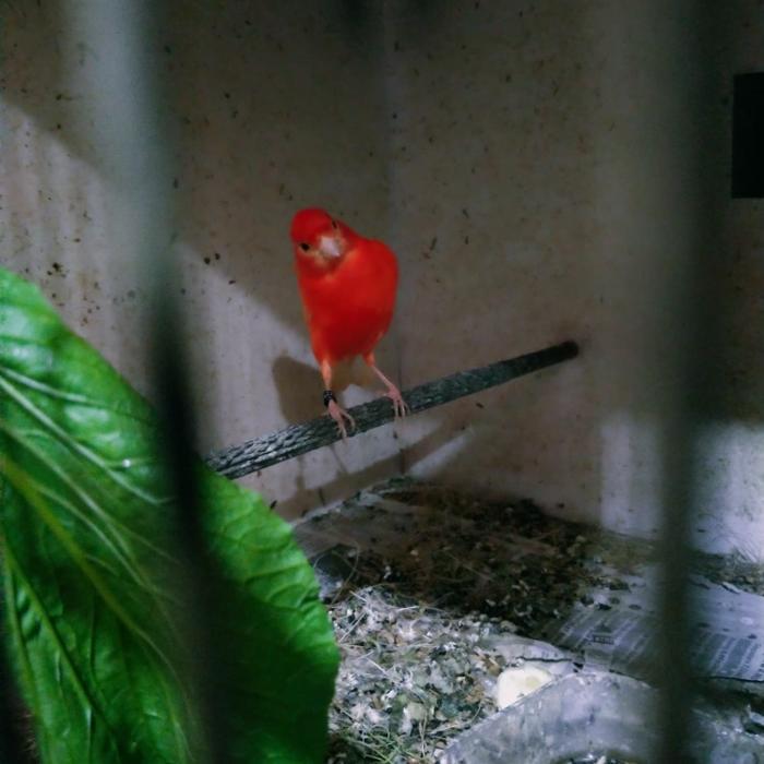 burung kenari merah lokal / merlok