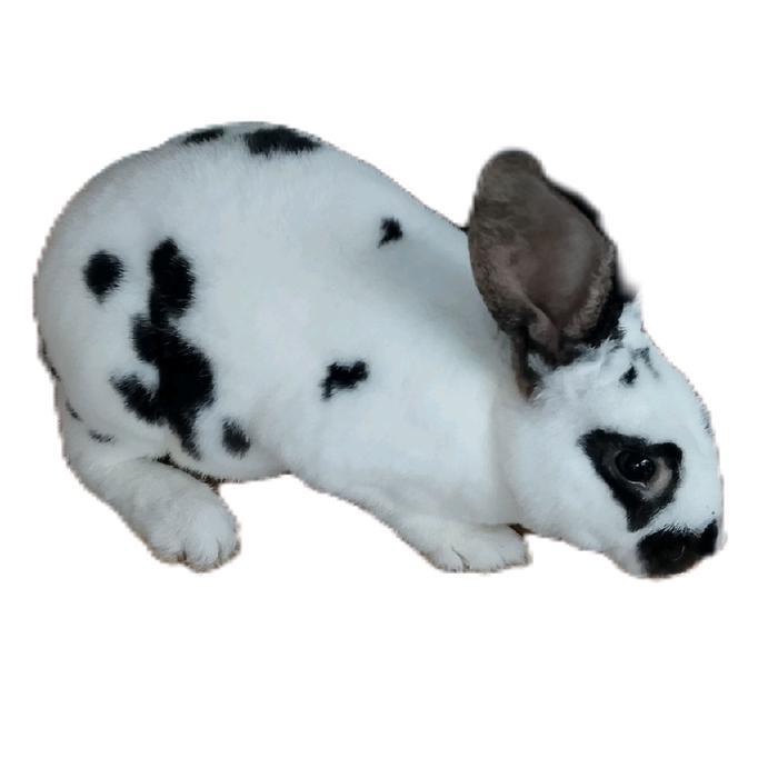 Ready Terlaris Kelinci Mini Rex Jantan Umur 6 Bulan Promo Murah