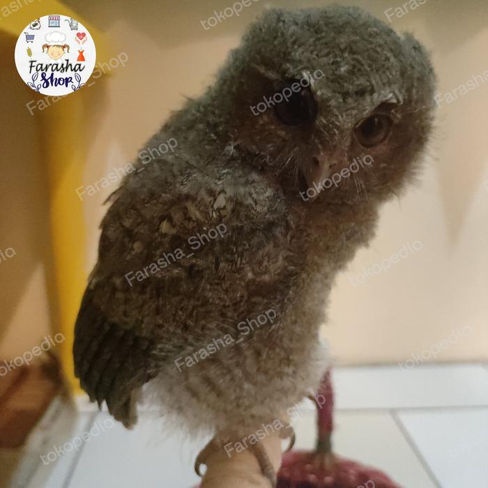 Ready Terlaris Burung Hantu Anakan Jinak Total Promo Murah