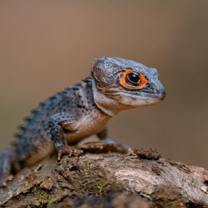 Ready Terlaris Kadal Buaya / Crocodile Skink Promo Murah