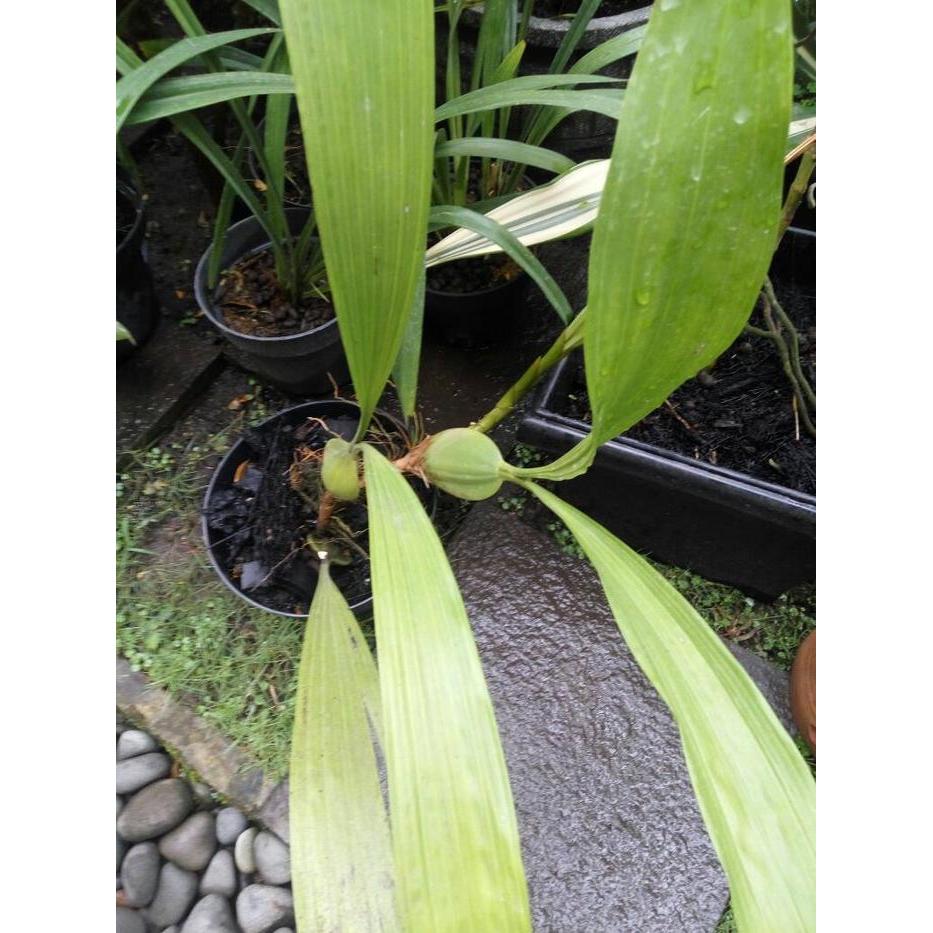BERMUTU Anggrek Hitam (coelogyne pandurata)