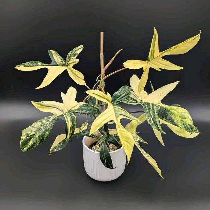 tanaman philodendron florida beauty varigata pohon florida beauty