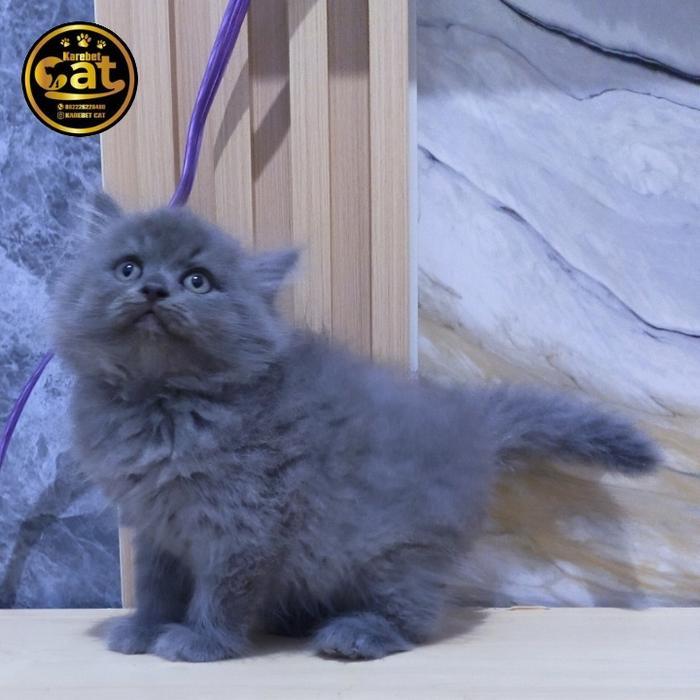 kucing bsh mix Munchkin abu