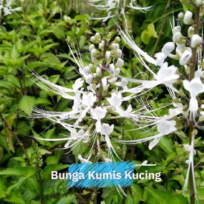 Bibit Bunga Kumis Kucing Bibit Tanaman Herbal Bunga Kumis Kucing benih Daun