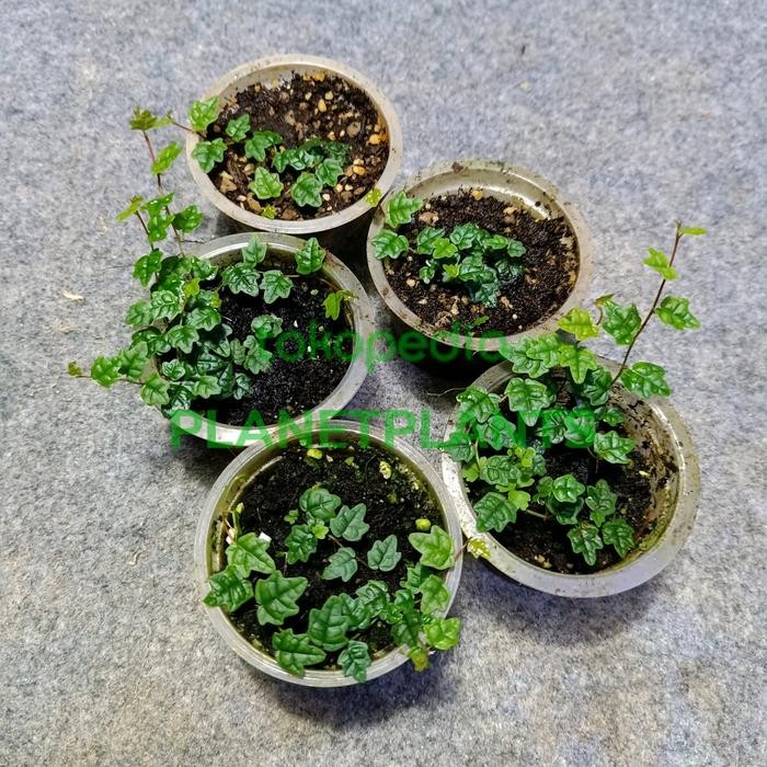 

FICUS QUERCIFOLIA/ THUNBERGI / STRING OF FROGS VIVA PALUDARIUM