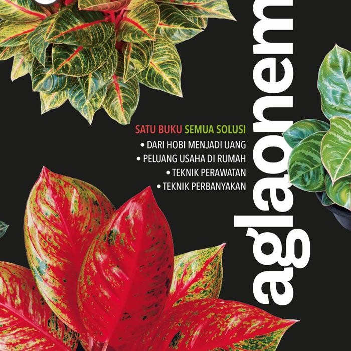 

buku aglaonema