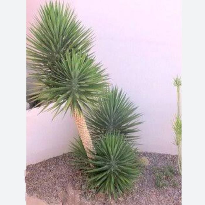 

tanaman hias yucca