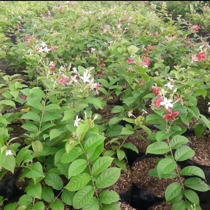 SM- bibit tanaman melati belanda,tanaman hias Thai double flower