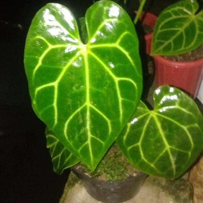 Jlterang Tanaman Hias Anthurium Kuping Gajah Magnificum Norte/Batang Blak