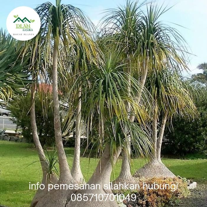BOOM SALE Tanaman Hias Palem Ponytail ( Nolina) - Pohon Palem Nolina