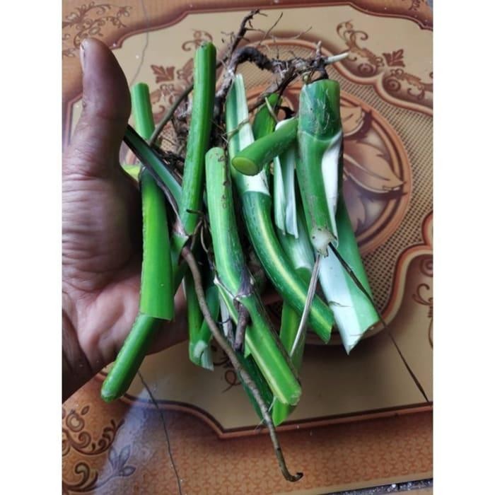 TERBARU bibit bonggol MONSTERA MONTHAI KING VARIEGATA soydla 5209rh HV239