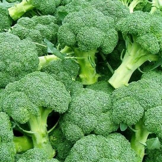 

Pilihan- Brokoli Bandung