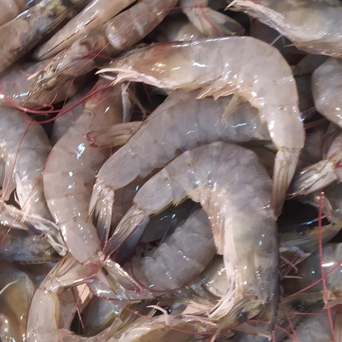

Pilihan- Udang Segar Sedang 500Gram
