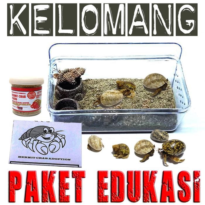Paket edukasi mainan anak kelomang keong kumang umang kecil mini murah