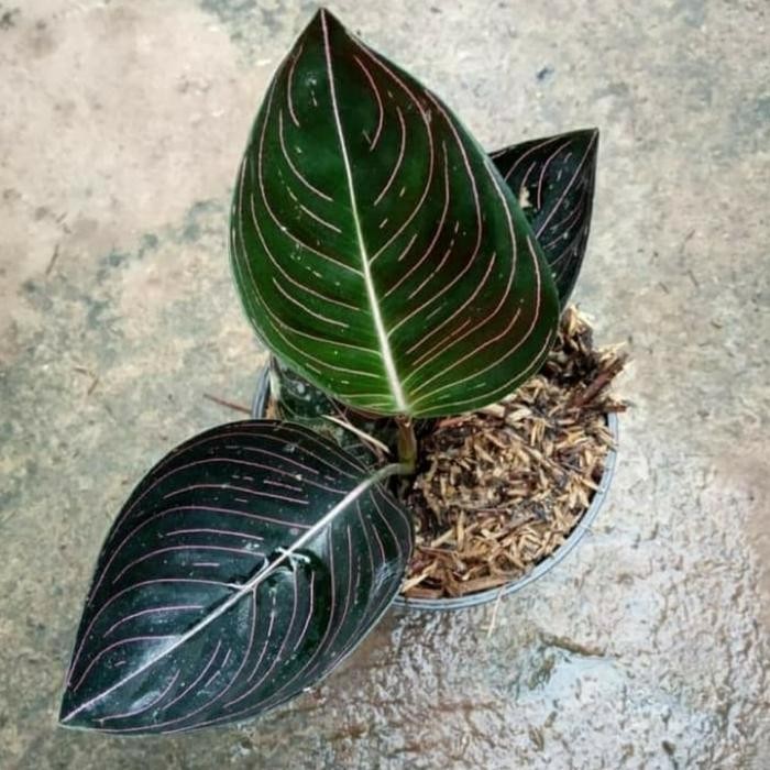 Tanaman hias aglonema rotundum aceh - Rotundum aceh - aglonema