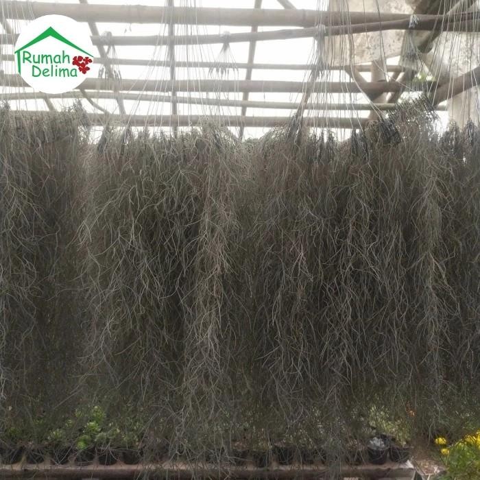 tanaman spanish moss/jenggot musa/ jenggot nabi