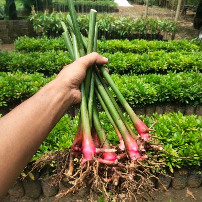 Maknyuss1 Bibit Kapulaga Siap Tanam Lokal Jawa Indonesia Super