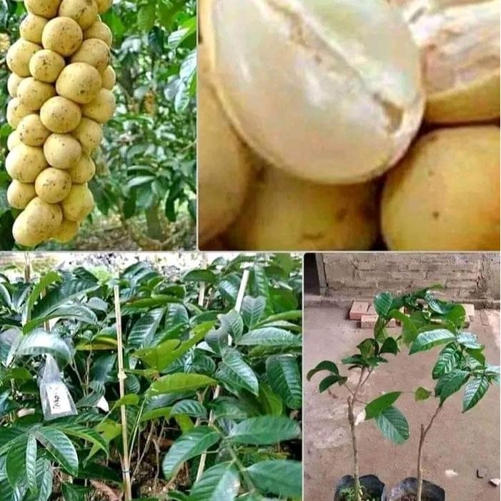 BENIH BIBIT DUKU (BIBIT DUKU )