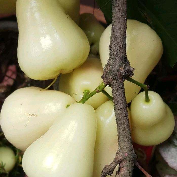 Bibit Jambu Air Madu Kuning Bibit Hasil okulasi