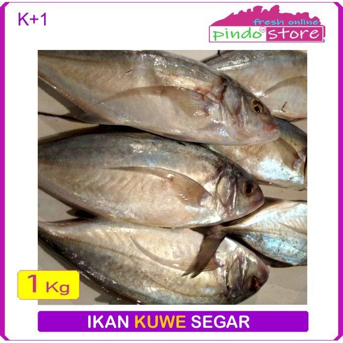 Instanbisa- Ikan Kuwe Segar - Ikan Laut - Ikan Gt - Seafood 500- 1000 Gram