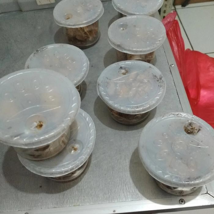 DUniaPancingan- Poa Umpan Pancing Rengas