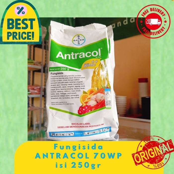 tl1b- Fungisida Antracol Mengendalikan Penyakit Jamur Pada Tanaman