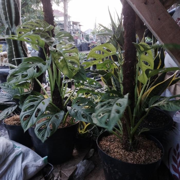 TANAMAN HIAS JANDA BOLONG + POT + TURUS