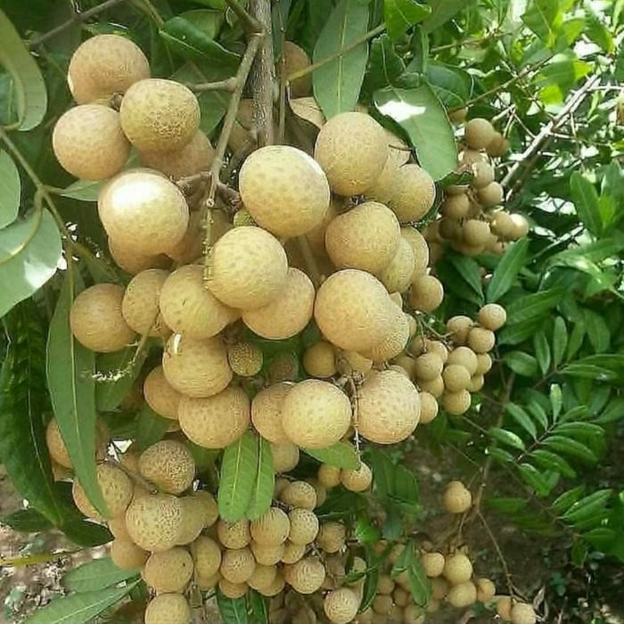 

pohon Klengkeng new kristal cepat berbuah