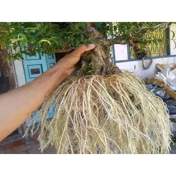 

Promo Bubuk Nutrisi Hayati Jepang Pupuk Organik Hayati, Meningkatkan Akar Kuat, Daun Lebat & Buah