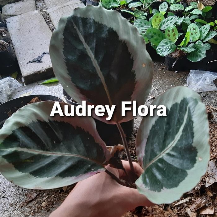 SM- Tanaman Hias Calathea Marion - Calathea Marion