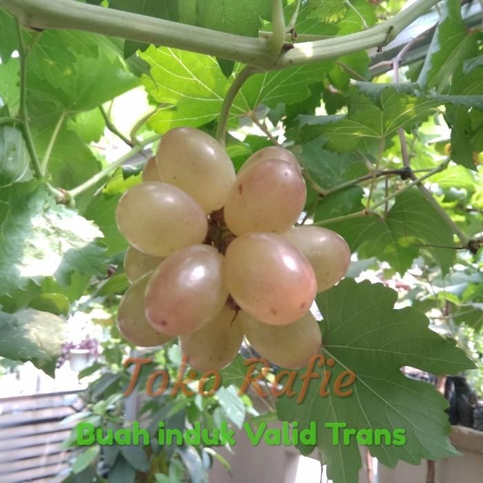 

Cutting Anggur Import Trans. Harga utk 1 batang Cutting.