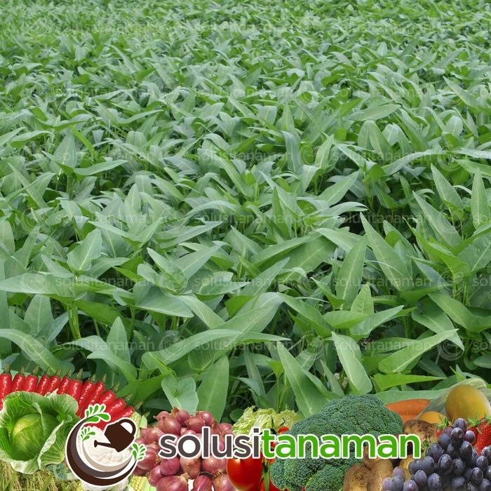 Benih Sayur Sayuran Kangkung Vario @ 1 Kg Benih Hidroponik Organik