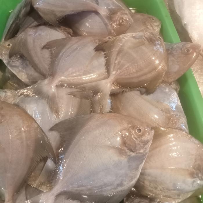 

Pilihan- Bawal Laut Segar Ukuran Letik Per 500Gr