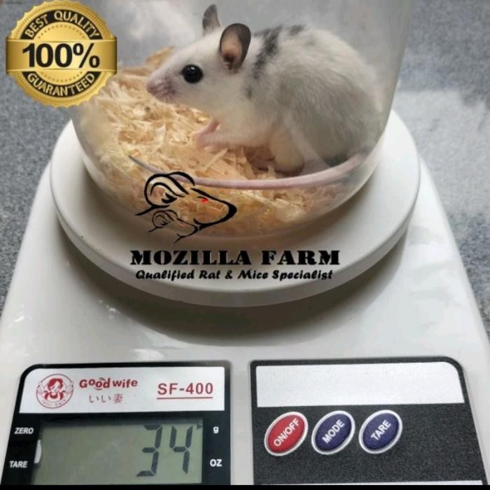 Pilihan- Tikus Putih Asf Rat / African Soft Fur Rat Size Medium ( 31-40 Gr )