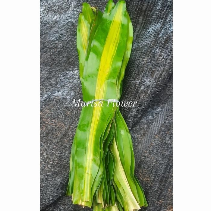 

Daun andong plat asli segar per isi 25 sd 30 lembar