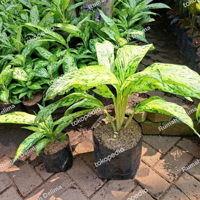 Tanaman Hias Blanceng Bulu Ayam