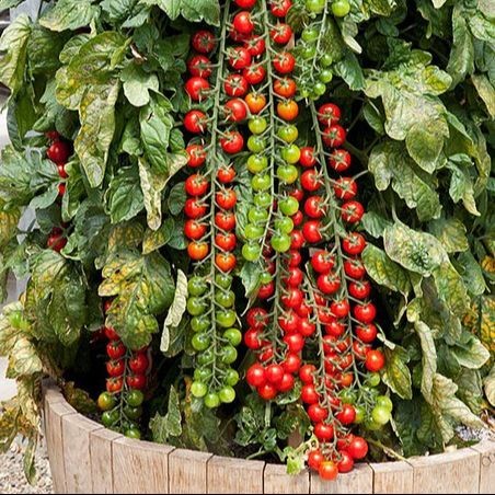 Terlaris - 50 Bibit Benih Buah Tomat Cherry Rampai