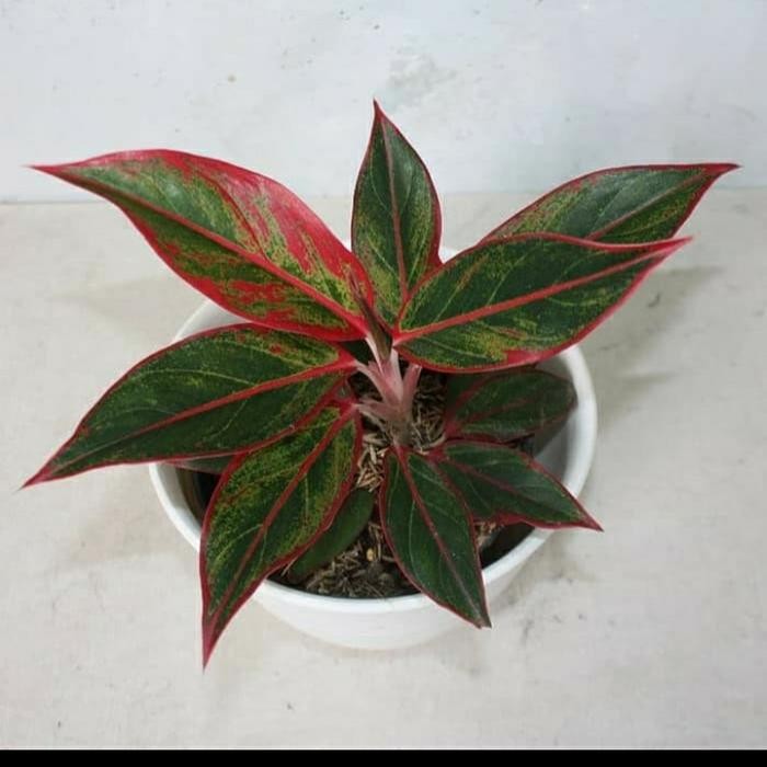 Tanaman Hias Aglonema Lipstik/ Bunga Aglonema Lipstik Aurora