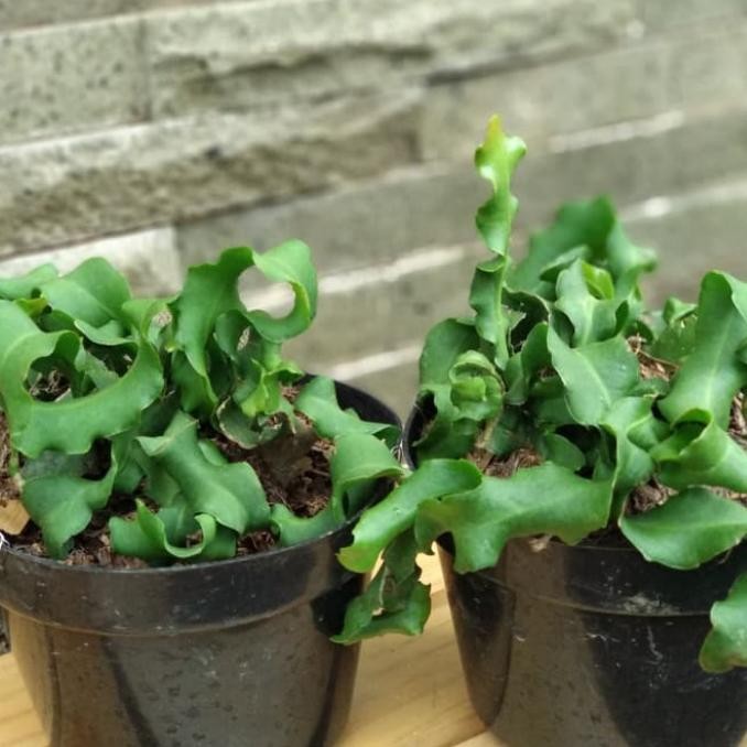 Stok Baru Tanaman Hias Gantung Wijaya Kusuma Tanduk / Kriting Plus Pot