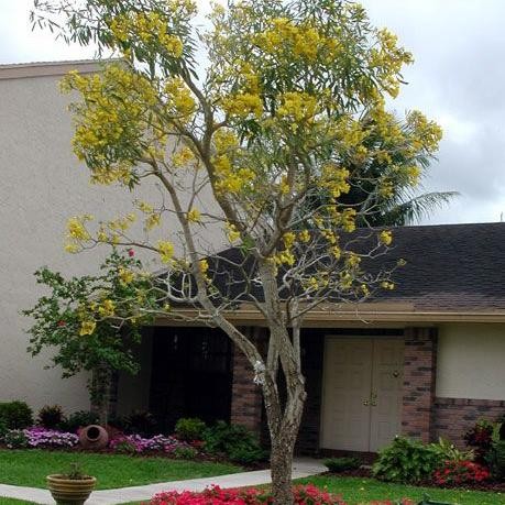 Pohon tabebuya Bunga kuning - tinggi 3-4m lingkar besar