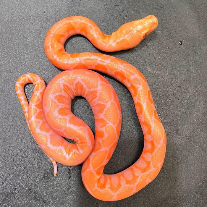 White Phase Albino Baby Reticulatus