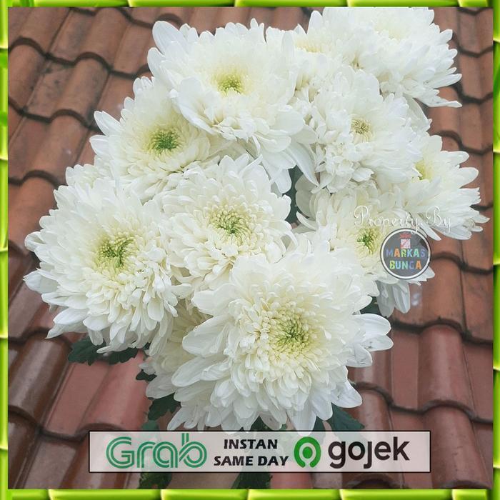 Baru Bunga Krisan / Bunga Aster Krisan / Bunga Krisan Segar